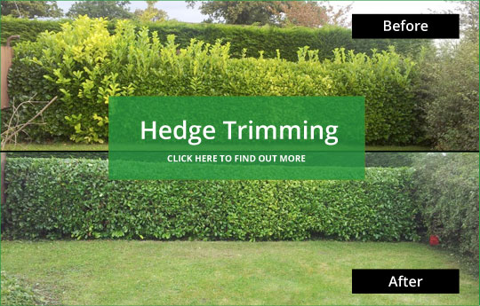 hedge trimming